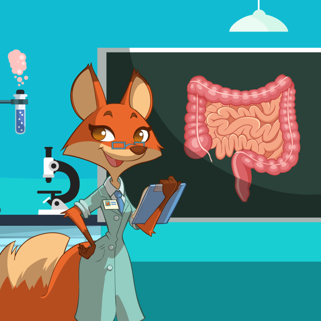 L'intestino, il nostro secondo cervello